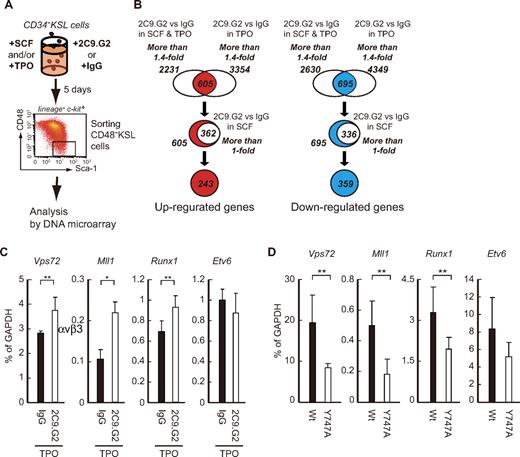 Figure 6. Integrin-β3–mediated signaling enhanced expression of stemness-related genes by cooperating TPO presence. (A) DNA array analysis was performed using CD48−KSL cells after culture. The cells were sorted after culturing CD34−KSL cells for 5 days with 2C9.G2 or IgG in the presence of SCF and/or TPO. (B) Genes whose expression had changed from the DNA microarray data and genes that showed > 1.4-fold up-regulation (with TPO: 2231 genes or SCF + TPO: 3354 genes) or down-regulation (with TPO: 4349 genes or SCF + TPO: 2630 genes) in 2C9.G2-treated cells were selected for extraction. This was followed by extraction of genes included in both populations (up-regulation, 605 genes; down-regulation, 695 genes). In addition, to clearly focus on the effect of the combination by TPO and β3-integrin signaling, genes only showing > 1.0-fold up-regulation (362 genes) or down-regulation (336 genes) in the presence of SCF were excluded. This left 243 genes that were up-regulated and 359 that were down-regulated in HSCs by 2C9.G2 in the presence of TPO. (C) Expression of candidate genes involved in the maintenance of LTR activity of HSCs was assessed using real-time RT-PCR with 2C9.G2- or IgG-treated CD34−KSL cells cultured in the presence of TPO. The graphs represent mRNA expression of the indicated genes. Data are mean ± SD; n > 3. **P < .05. (D) Fresh (uncultured) CD34−KSL cells obtained from the BM of WT or Y747A mice were also subjected to real-time RT-PCR to examine expression of these genes. The graphs represent mRNA expression of the indicated genes. Data are mean ± SD; n > 3. **P < .05.