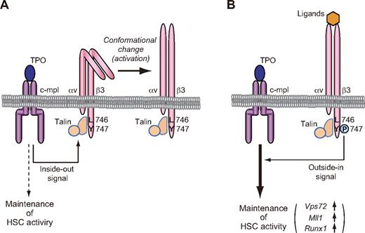 Figure 7. Model depicting the role of β3-integrin in TPO-dependent regulation of HSC division leading to the maintenance of LTR ability. Integrin-β3 bidirectional signaling and TPO were dependent on each other in the maintenance of HSCs. (A) TPO/c-mpl signaling leads to conformational change of integrin-αvβ3 into high-affinity form for their ligands (the activation of integrin-αvβ3) by inducing inside-out signaling. (B) Outside-in signaling via Tyr747 phosphorylation of integrin-β3 induces enhanced expression of stemness-related genes after their ligation.