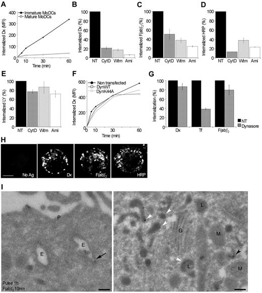 Figure 1. Immature MoDCs internalize Ag by macropinocytosis. (A) Flow cytometric analysis of internalization of fluorescein-coupled 500 kDa dextran by immature versus LPS-matured MoDCs. (B-E) Immature MoDCs were pretreated with cytochalasin D, wortmannin, or amiloride for 30 minutes before addition of dextran (B), F(ab)′2 (C), HRP (D), or Lucifer Yellow (E) for 30 minutes. Cells were analyzed by flow cytometry. Results are expressed as a percentage of control nontreated (NT) cells. Data are mean ± SEM of 3 independent experiments. (F) Immature MoDCs were transfected or not with plasmids encoding the wild-type (DynWT) or the dominant-negative form (DynK44A) of dynamin2 coupled to GFP and then incubated with 500 kDa dextran, followed by flow cytometry. Mean fluorescence intensities (MFI) are plotted. (G) Immature MoDCs were treated or not (NT) with dynasore and incubated with fluorescent dextran, transferrin, or F(ab)′2 for 30 minutes at 37°C. Cells were analyzed by flow cytometry. Results are expressed as a percentage of control nontreated (NT) cells. Data are mean ± SEM of 3 independent experiments. (H) Immature MoDCs were incubated with dextran, F(ab)′2, or HRP for 30 minutes and then fixed and analyzed by wide field microscopy and deconvolution. A medial optical section is shown. Bar represents 5 μm. (I) Immature MoDCs were pulsed for 1 hour with 50 μg/mL F(ab)′2 and then fixed and prepared for electron microscopy after immunogold labeling on thawed cryosections (10 nm-gold particles). The white arrowheads indicate label in late endosomal vacuoles; and black arrowhead, label in a tubular structure. The black arrow points to a label in a tubular extension of an early endosomal vacuole. P indicates plasma membrane; E, early endosomal vacuole; G, Golgi; M, mitochondrium; and L, late endosomal/lysosomal vacuole. Bar represents 200 nm.