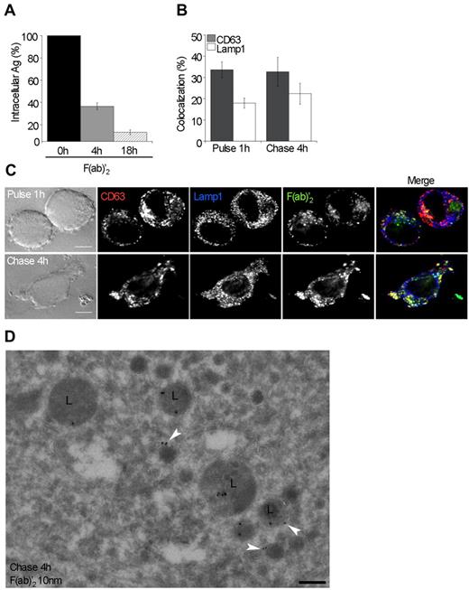 Figure 2. Immature MoDCs store macropinocytosed Ag in late endocytic compartments. (A) MoDCs were pulsed for 1 hour with 10 μg/mL of fluorescent F(ab)′2 and washed and chased for 4 or 18 hours. After each time point, cells were fixed and amount of Ag was measured by flow cytometry. Results are expressed as a percentage of cells before chase. Data are mean ± SEM of 3 independent experiments. (B) MoDCs were treated as in panel A and then analyzed by wide field microscopy and deconvolution of Z-stack images. The percentage of colocalization of F(ab)′2 with CD63 or Lamp1-positive compartments was measured from deconvolved images of the whole cells. Data are mean ± SEM of 3 independent experiments (20-50 cells per condition). (C) MoDCs were treated as in panel B. A medial optical section is shown. Bar represents 5 μm. (D) Immature MoDCs were pulsed for 1 hour with 50 μg/mL F(ab)′2 and washed twice and chased for 4 hours before embedding for electron microscopy analysis. Immunogold labeling was performed to detect F(ab)′2 on thawed cryosections (10-nm gold particles). The white arrowheads indicate label in late endosomal vacuoles; and black arrowhead, label in a tubular structure. The black arrow points to a label in a tubular extension of an early endosomal vacuole. P indicates plasma membrane; E, early endosomal vacuole; G, Golgi; M, mitochondrium; and L, late endosomal/lysosomal vacuole. Bar represents 200 nm.