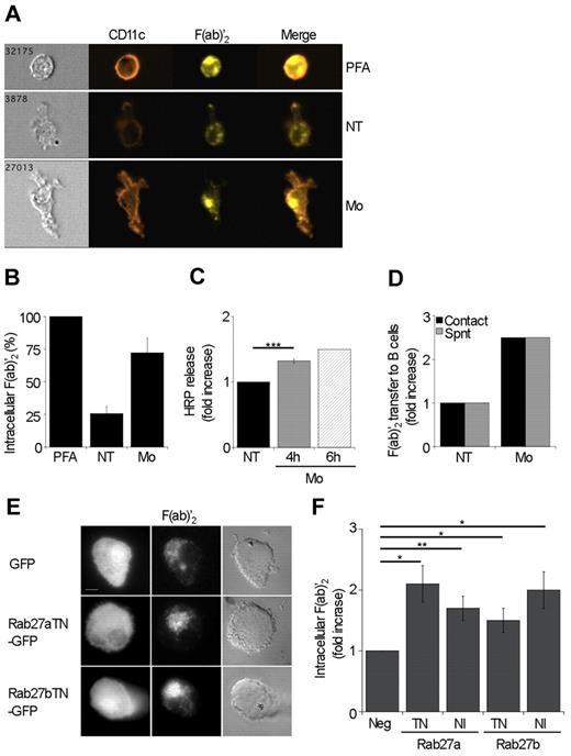 Figure 4. Extracellular release of macropinocytosed Ag occurs from late endosomes. (A) DCs were incubated with Cy2-F(ab)′2 for 1 hour and then either fixed before B-cell addition (PFA) or cocultured with B cells for 4 hours in the presence of 25 μg/mL monensin (Mo) or not (NT). MoDC images were obtained with the ImageStream multispectral imaging technology. (B) DCs were treated as in panel A. Quantifications show the percentage of cell-associated F(ab)′2 in MoDCs after each treatment, compared with cells fixed after 1-hour pulse. Data are mean ± SEM of 3 independent experiments. (C) DCs were incubated with HRP for 1 hour and then treated or not (NT) with monensin (Mo) during 4 and 6 hours of chase. Results are expressed as fold increase of extracellular HRP measured in monensin-treated cells compared with nontreated cells (NT) at each time point. (D) DCs were incubated with Cy2-F(ab)′2 for 1 hour and then treated or not (NT) with monensin (Mo) during 4 hours of chase in the presence of B cells (contact). Supernatants were collected and applied to B cells (Spnt) for 4 hours. Cell-associated Cy2-F(ab)′2 was measured by flow cytometry gated on CD19+ B cells. Fold increase of efficiency of Ag transfer from DCs to B cells, from supernatants, or in cocultures in the presence of monensin were calculated compared with control (NT) conditions. Graph is representative of 2 independent experiments. (E) MoDCs were nucleofected to express GFP alone or dominant-negative form of Rab27a (Rab27aTN-GFP) or b (Rab27bTN-GFP) fused to GFP. After 6 hours, cells were pulsed with 50 μg/mL of Cy5-F(ab)′2 for 1 hour, then chased for 4 hours at 37°C, and fixed and analyzed by wide field fluorescent microscopy. (F) MoDCs were nucleofected to express dominant-negative forms of Rab27a (Rab27aTN-GFP and Rab27aNI-GFP) or Rab27b (Rab27bTN-GFP and Rab27bNI-GFP) fused to GFP and then analyzed by flow cytometry to measure the quantity of intracellular Cy5-F(ab)′2+ in GFP+ and GFP− cells (Neg). Results are expressed as ratio compared with Ag measured in GFP− DCs. Data are mean ± SEM of 3 independent experiments.