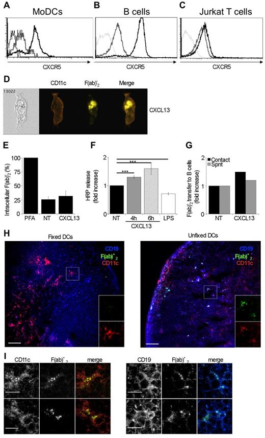 Figure 5. Ag storage and release by DCs are enhanced by CXCL13 and transfer of Ag from loaded DCs to B cells in vivo. (A-C) Flow cytometric analysis of CXCR5 staining on immature MoDCs (A), primary purified CD19+ blood B cells (B), and Jurkat T cells (bold black lines) compared with isotype control (bold gray lines) and unstained cells (thin line) from the same acquisition. (D) MoDCs were pulsed with with 50 μg/mL of Cy2-F(ab)′2 for 1 hour and then chased for 4 hours at 37°C in the presence of 200 ng/mL of CXCL13 and autologous B cells. Images of MoDCs obtained from ImageStream technology. (E-G) MoDCs were treated as described in Figure 4B through D, except that they were chased for 4 hours in the presence of 200 ng/mL CXCL13. (E-F) Data are mean ± SEM of 3 independent experiments. (G) Graph is representative of 2 independent experiments. (H) Purified DCs from C57Bl/6 mice were pulsed with 50 μg/mL of QDot655-coupled F(ab)′2 anti–mouse IgG for 1 hour, washed twice, and fixed or not with 1% PFA for 10 minutes before footpad injections with 2.5 × 106 pulsed DCs. PLNs were collected after 24 hours and frozen. Immunostaining of sections was analyzed by spinning disk confocal microscopy (original magnification ×20). CD19 staining for B cells (blue), CD11c staining for DCs (red), and QDot655-coupled F(ab)′2 (green) are shown. Bar represents 20 μm. Right panels: Magnified images from panel H. (I) CD11c+/QDot655-coupled F(ab)′2+DCs and CD19+/QDot655-coupled F(ab)′2+ B cells from the unfixed condition were observed (original magnification ×63). Bar represents 5 μm.