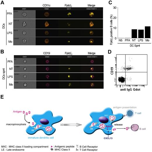 Figure 7. Murine B cells capture native Ag from pulsed DCs ex vivo. (A) CD11c+ purified DCs from spleen and lymph nodes were unpulsed (NS) or pulsed with 50 μg/mL of Cy5-F(ab)′2 anti–mouse IgG for 1 hour, and then fixed with PFA (+PFA) or not (NT) and chased for 4 hours at 37°C in the presence of LPS or Monensin (Mo). (B) Supernatants were collected and applied to negatively purified splenic and lymph nodes B cells for 18 hours. Cells were stained with anti–CD19 antibodies and analyzed by using ImageStream technology and FACSCalibur flow cytometry. (C) Results are expressed as number of F(ab)′2-positive B cells, and the graph represents 3 independent experiments. (D) B cells negatively purified from spleen and lymph nodes were incubated with anti–CD19-PE and QDot605-F(ab)′2 anti–mouse IgG antibodies to show that 81.1% of the CD19-positive B cells were labeled by the anti–mouse IgG antibodies. (E) Model of Ag capture and regurgitation by DCs to target B cells. Immature DCs efficiently capture Ag by macropinocytosis. Part of the Ag is then processed and presented to activate T cells. Part of the Ag remains undegraded and is regurgitated in the extracellular medium from late endocytic compartments under the control of Rab27. On release, Ag is captured by B cells via their BCR, and this transfer is enhanced by the CXCL13 chemokine. In vivo, Ag-loaded DCs found in the lymph node were CD103+.