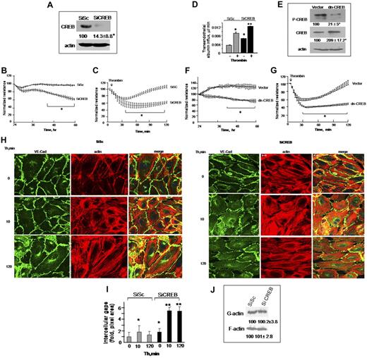 Figure 1. CREB is required for maintaining basal endothelial barrier function and for preventing persistent increases in endothelial permeability postthrombin challenge. (A-C) Depletion of CREB impairs endothelial barrier function. (A) HPAE monolayers were transfected with 2.4 μg of either scrambled (SiSc) or CREB siRNA (SiCREB) for 48 hours. Cell lysates were immunoblotted 48 hours after transfection using anti-CREB antibody to analyze CREB expression. Immunoblot with anti-actin antibody was used as a loading control. (B) Cells plated on gold electrodes were transfected with either SiSc or SiCREB and after 24 hours after transfection, TEER was determined for indicated times. Data represent mean ± SD from 3 experiments performed in duplicates. Asterisk (*) indicates values different from SiSc-transfected endothelial monolayers (P < .05). (C) HPAE monolayers were transfected with SiSc or SiCREB for 48 hours after which cells were simulated with 50nM thrombin, and changes in TEER were recorded overtime. The effects of CREB inhibition on endothelial barrier recovery postthrombin challenge were examined after normalization of TEER values after 48 hours of transfection to 100%. Data represent mean ± SD from 3 experiments performed in duplicates. Asterisk (*) indicates values different from SiSc-transfected endothelial monolayers (P < .05). (D) HPAE cells seeded on Transwell plates were transfected with SiSc or SiCREB and 48 hours after transfection, EBA clearance was determined after without or with thrombin challenge. Data represents the mean ± SD from 3 experiments. Asterisk (*) indicates difference from unstimulated SiSc monolayer, and double asterisk (**) indicates difference from thrombin-stimulated SiSc- or control SiCREB-expressing cells (P < .05). (E-G) Expression of dn-CREB mutant impairs endothelial barrier function. HPAE cells seeded on 6-well plates or gold-plated electrodes were transfected with control cDNA or dn-CREB mutant. After 24 hours after transfection, we determined changes in CREB phosphorylation (E) and TEER in naive monolayer (F) or after stimulation with 50nM thrombin (G) at indicated times. For determining CREB phosphorylation and expression of CREB mutant, cell lysates were immunoblotted with anti–Ser133-CREB antibody anti-CREB antibodies. Immunoblot with anti-actin antibody was performed for protein loading control. The effects of CREB inhibition on endothelial barrier recovery postthrombin challenge were examined after normalization of TEER values after 24 hours after transfection to 100%. Data represent mean ± SD from 3 experiments performed in duplicates. Asterisk (*) indicates values different from SiSc-transfected endothelial monolayers (P < .05). (H-I) CREB knockdown disrupts adherens junctions and increases actin stress fiber formation. HPAE cells expressing SiSc or SiCREB were left unstimulated or stimulated with 50nM thrombin for indicated times, fixed, and immunostained with anti–VE-cadherin antibody and rhodamine phalloidin as described in “Immunofluoresence.” Cells were visualized using an LSM confocal microscope. The images shown are representative of 3 independent experiments. (I) Plot shows time course of fold-change in intercellular gap areas in siSc- or SiCREB-expressing cells after thrombin stimulation. Gap area was quantified using National Institutes of Health ImageJ Version 1.44 software. Asterisk (*) indicates values different from values at time 0 in SiSc-transfected monolayers (P < .05), and double asterisk (**) indicates values different from corresponding thrombin-stimulated SiSc-transfected endothelial monolayers (P < .05). (J) Effect of CREB depletion on actin polymerization. SiSc or SiCREB cells were lysed and centrifuged to separate G- and F-actin. Lysates were then immunoblotted with anti-actin antibody to determine actin polymerization. Numbers indicate densitometric values from 3 individual experiments.