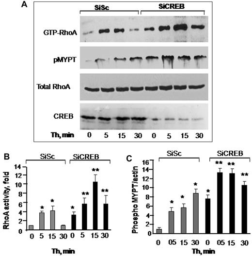Figure 2. CREB negatively regulates RhoA signaling. (A) Effects of CREB depletion on RhoA (top row and panel B) or myosin phosphatase 1 (MYPT1; second row and panel C) activities. HPAE cells transfected with either SiSc or SiCREB were left unstimulated or stimulated with 50nM thrombin for indicated times after which they were lysed to measure RhoA activity. MYPT1 activity was determined by immunoblotting with anti–phospho-381 MYPT antibody. Top row shows RhoA activity as indicated by the amount of RBD-bound RhoA, whereas third row shows total amount of RhoA protein in whole cell lysate. Bottom row shows immunoblot of CREB using anti-CREB antibodies. (B-C) Plots show mean + SD of fold-increase in RhoA (B) or MYPT1 (C) activities from multiple experiments over value at time 0 (n = 4). Asterisk (*) indicates values different from unstimulated SiSc group (P < .05), and double asterisk (**) indicates values different from corresponding thrombin-stimulated, SiSc-transfected monolayers (P < .05).