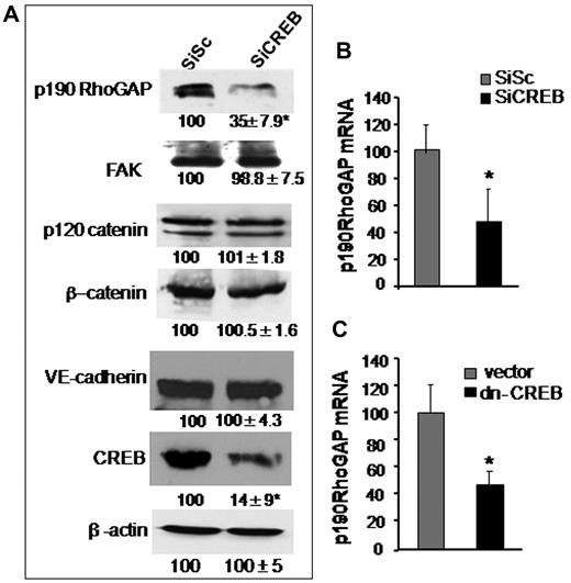 Figure 3. CREB depletion suppresses p190-A expression. (A) Effect of CREB knockdown on p190-A protein expression. HPAE cells expressing SiSc or SiCREB were lysed and immunoblotted with indicated antibodies to determine their expression. Numbers indicate densitometric values under each condition taking SiSc as 100%. (B-C) Effect of impairment of CREB function on p190-A mRNA expression. HPAE cells transfected with either SiCREB for 48 hours (B) or dn-CREB mutant for 36 hours (C) were lysed, and RNA was extracted. mRNA was analyzed by quantitative RT-PCR using primers specific for the p190-A. GAPDH expression was used as a paired control. Asterisk (*) indicates values different from SiSc-transfected monolayers (P < .05).