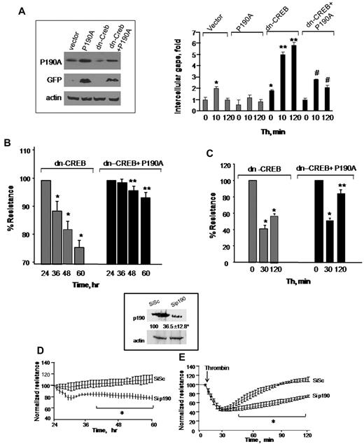 Figure 4. Restoration of p190RhoGAP expression rescues endothelial barrier defect in CREB-impaired endothelial cells. (A) HPAE cells were cotransduced with control cDNA plus GFP-tagged p190-A cDNA or dn-CREB mutant along with green fluorescent protein (GFP)-tagged p190-A cDNA. After 24 hours, cells were lysed, and lysates were immunoblotted with anti-GFP and anti-p190-A antibodies to determine protein expression (inset). In parallel, cells were stimulated with thrombin for indicated times, fixed, and stained with anti–VE-cadherin antibody and viewed under confocal microscope. Intracellular gap areas were quantified using National Institutes of Health ImageJ Version 1.44 software. The values shown are representative of 3 independent experiments. Asterisk (*) indicates values different from unstimulated control vector-expressing cells (P < .05), and double asterisk (**) indicates values different from corresponding thrombin-stimulated control vector-transducing monolayers (P < .05). Pound (#) indicates values different from corresponding thrombin-stimulated dn-CREB–transducing monolayers (P < .05). (B-C) HPAE cells cotransducing indicated cDNA were stimulated without (B) or after thrombin stimulation (C), and TEER was determined at indicated times. Data represent mean ± SD of percentage of decrease in TEER. Asterisk (*) indicates values different from value at 24 hours (P < .05), and double asterisk (**) indicates values different from dn-CREB vector-transducing monolayers with and without treatment of thrombin (P < .05). (D-E) Effect of p190-A knockdown on endothelial monolayer permeability. HPAE cells were transfected with 2.4 μg of SiSc or p190-A siRNA for 48 hours, after which changes in TEER were determined without (D) or after thrombin stimulation (E). Inset, cell lysates were immunoblotted 48 hours after transfection using anti–p190-A antibody to analyze p190-A expression. Immunoblot with anti–β-actin antibody was used as a loading control. Plot shows mean ± SD from 3 experiments performed in duplicates. Asterisk (*) indicates values different from corresponding SiSc-transfected endothelial monolayers (P < .05).