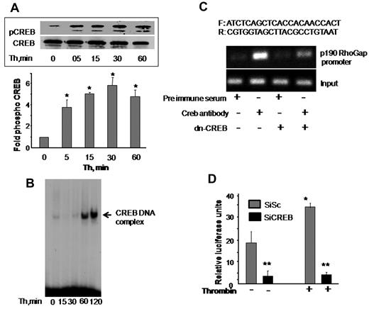 Figure 5. CREB is required for inducing p190-A promoter activity. (A) Thrombin activates CREB. HPAE cells were stimulated with thrombin (50nM) for the indicated times, and phosphorylation of CREB was determined by immunoblotting using Ser133-phosphospecific antibody. Membrane was reprobed with anti-CREB antibody to normalize for protein loading. Data represent mean ± SD from 3 individual experiments. Asterisk (*) indicates significant increase in phosphorylation above time 0 (P < .05). (B) Thrombin induces CREB nuclear localization. HPAE cells stimulated with thrombin for indicated times were lysed, and nuclear extracts were prepared as described in “Electrophoretic mobility shift assay.” Nuclear extracts containing equal amount of proteins were analyzed for protein-CRE DNA-binding activity using 32P-labeled consensus CRE oligonucleotide as a probe. (C) Effect of CREB knockdown on p190-A promoter expression. Nuclear extracts from cells transducing control vector or dn-CREB mutant were used for ChIP assay using monoclonal anti-CREB antibodies, and the resulting DNA fragments were subjected to PCR amplification using primers spanning the CREB consensus sequences from human p190-A. (D) Depletion of CREB suppresses p190-A promoter activity. HPAE cells expressing Sc or SiCREB for 24 hours were transfected with p190-A luciferase promoter construct. Cells were then left unstimulated or stimulated with thrombin for 6 hours, and the luciferase activities were determined. Asterisk (*) indicates values different from values from SiSc group at time 0 (P < .05), and double asterisk (**) indicates value different from SiSc cells after without or with thrombin stimulation.