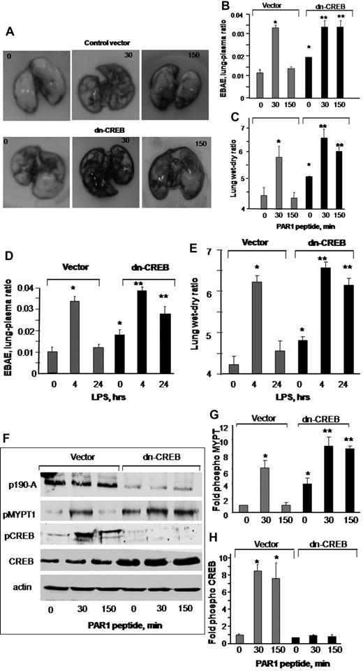 Figure 6. Effect of impairment of CREB function on lung microvessel permeability. (A-E) Expression of dn-CREB mutant in lungs exaggerate pulmonary edema formation. Mice were injected retro-orbitally with liposome encapsulating either vector or dn-CREB mutant. After 48 hours after transfection, either PAR1 agonist (1 mg/kg) or control peptide was injected intravenously into mice (A-C), or mice were exposed to nebulized LPS (D-E). Lung vascular permeability was determined by quantifying EBAE or wet-dry weight ratio at the indicated times. (A) Representative images of PAR1-induced Evans blue accumulation in the lungs-transducing vector or dn-CREB mutant. (B-E) Plot shows mean ± SEM of changes in EBAE and wet-dry weight ratio after PAR1 peptide administration or LPS exposure in control and dn-CREB-transdcucing lungs (n = 4). Asterisk (*) indicates values different from control vector group value at time 0, and double asterisk (**) indicates values different from corresponding PAR1 peptide treated control vector group (P < .05). (F) Control vector or dn-CREB–transducing lungs were harvested after treatment with either control peptide or PAR1 peptide at indicated times. Lung lysates were immunoblotted with the indicated antibodies to determine PAR1-induced phosphorylation of CREB and MYPT1. Immunoblot with anti-CREB antibody was used to confirm the overexpression of CREB in dn-CREB mutant lungs. (G-H) Plot shows mean ± SEM of fold-increase in CREB phosphorylation and MYPT1 activity in lungs-transducing dn-CREB mutant. Asterisk (*) indicates significance from its control vector group at time 0 (P < .05), and double asterisk (**) indicates significance from the corresponding PAR1 peptide–treated control vector mice group (P < .05).