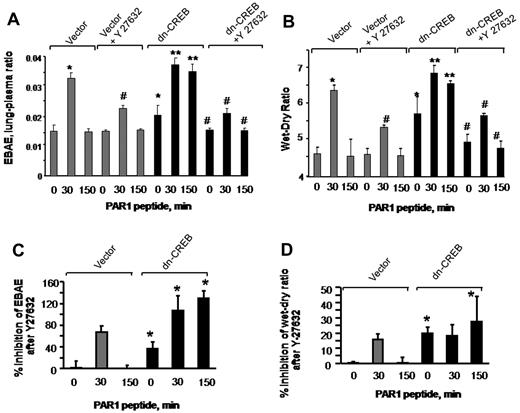 Figure 7. Inhibition of RhoA signaling restores endothelial barrier function in dn-CREB lungs. Mice transducing control vector or dn-CREB mutant were given with either normal saline (vehicle) or Rho kinase inhibitor Y-27632 (10 mg/kg body weight mice) intravenously for 15 minutes. Mice were then injected with either control peptide or PAR1 peptide for the indicated times. Evans blue was injected into the mice 30 minutes before they were euthanized. Lung vascular permeability measurements were determined by quantifying transendothelial albumin flux of EBA (A) or lung wet-dry ratio (B). Data represent mean ± SEM from 3 individual experiments. Asterisk (*) indicates values different from control vector group at 0 time point, and double asterisk (**) indicates values different from values in corresponding PAR1 peptide–treated control group (P < .05). Pound (#) indicates values different from dn-CREB mutant lungs (P < .05). (C-D) Mean + SD of percentage of change in inhibition of lung vascular permeability (C) and lung wet-dry weight ratio (D) by Y-27632. Values shown in panels A and B were recalculated taking time 0 value in vector-expressing lungs as 100%. Asterisk (*) indicates values different from control vector group.