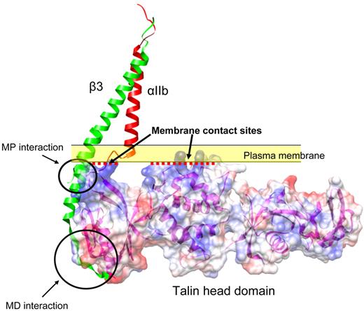 Figure 1. Structural model of talin-integrin interaction at the plasma membrane. Talin binds to 2 sites in the integrin-β3 tail: the membrane distal (MD) interaction site centered on NPxY747 motif and a membrane proximal (MP) site. Talin also makes contact with the plasma membrane at its interface with the cytosol (yellow band) through the positively charged residues on its surface (represented as blue; red dotted lines represent the membrane contact interfaces). Red and green represent the integrin-αIIb and β3 TM domains from the recent NMR structure (PDB entry 2k9j). Talin head domain (PDB entry 3IVF) is shown in surface representation. The ribbon representation of β3 was extended to the cytoplasmic domain by aligning the β3 TM domain with the β1D cytoplasmic domain structure from a β1D-Talin F2F3 (PDB entry 3G9W).