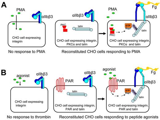 Figure 2. Agonist-induced inside-out integrin signaling system reconstituted in CHO cells. (A) CHO cells normally do not respond to PMA. CHO cells overexpressing integrin-αIIbβ3, PKC-α, and talin responded to PMA, resulting in αIIbβ3 activation. (B) CHO cells do not respond to thrombin or related peptide agonists, CHO cells overexpressing αIIbβ3, PAR, and talin responded to thrombin receptor peptide agonist, leading to activation of Rap1, formation of a Rap1-RIAM-talin ternary complex, and αIIbβ3 activation.