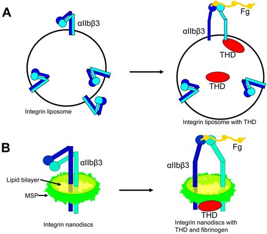 Figure 3. Complete reconstruction of integrin inside-out activation with liposomes and nanodiscs. (A) Incorporation of THD into integrin liposomes resulted in activation of the externally oriented αIIbβ3. (B) Integrin-αIIbβ3 in nanodiscs is in an inactive bent conformation. Addition of THD resulted in the activation of αIIbβ3 leading to increased binding affinity for its ligand and a shift toward the extended conformation.