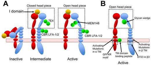 Figure 4. Integrin activation by various means. Red represents α-subunit; and blue, β-subunit. Activating agents are shown in green. (A) αLβ2-Integrin activation recreated by antibodies. CBR LFA-1/2 locks β2-integrin in extended conformation. MEM148 stabilizes the head piece in an open active conformation, whereas 7E4 locks it in a closed inactive conformation. Using a different combination of antibodies, Chen et al stabilized integrins in inactive, intermediate, or active state.40 For a complete description of antibodies, the reader is referred to Byron et al.85 (B) Integrin activation induced by synthetic peptides that bind to integrin TMD, by mutations, or by a glycan wedge.