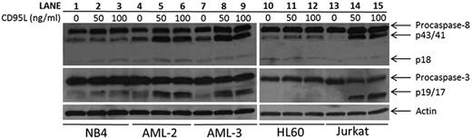 Figure 5. CD95 ligand-induced caspase-8 and caspase-3 cleavage. PML-RARA-positive cells (NB4, lanes 1-3), and PML-RARA-negative cells (AML-2, AML-3, HL60, and Jurkat, lanes 4-15) were cultured for 24 hours in media supplemented with 0, 50, or 100 ng/mL FAS ligand. Caspase-8 activation (top panels) and capase-3 activation (middle panels) were assessed by monitoring the formation of cleaved product (p41/43 and p18 for caspase-8 and p19/17 for caspase-3) using immunblot analysis.
