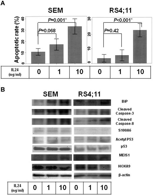Figure 1. Effects of IL24 on MLL/AF4-positive ALL cell lines. (A) Apoptotic rate of MLL/AF4-positive ALL cell lines by IL24 administration dependent on IL24 concentration. The figure presents a summary of apoptotic rate of MLL/AF4-positive ALL cell lines (SEM and RS4;11). Both MLL/AF4-positive ALL cell lines were significantly induced to undergo apoptosis by 10 ng/mL IL24 (SEM, P = .001; RS4;11, P < .001). (B) WB of lysate of MLL/AF4-positive cell lines under IL24. WB analysis showed that IL24 induced down-regulation of HOXA9 and up-regulation of MEIS1 and Bip followed by up-regulation of cleaved caspase 8 and cleaved caspase 3 although it did not influence p53, acetyl p53, or S100A6 expression.