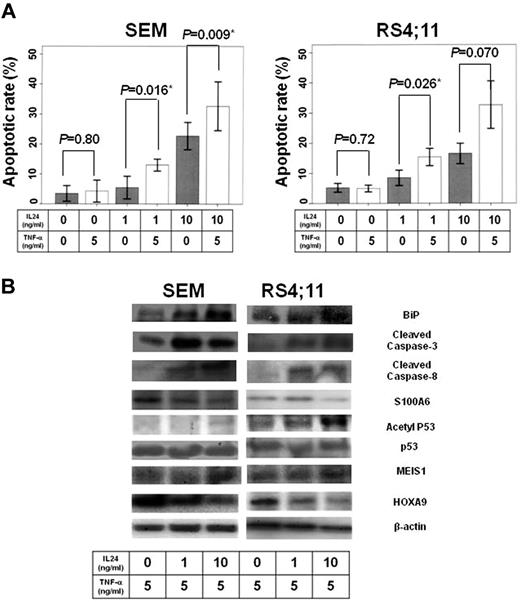 Figure 2. Collaborative effects of IL24 and TNF-α on MLL/AF4-positive cell lines. (A) Apoptotic rate of MLL/AF4-positive ALL cell line with IL24 administration dependent on IL24 and TNF-α concentration. TUNEL assay showed that IL24 significantly increased TNF-α–induced apoptosis in MLL/AF4-positive ALL cell lines (SEM, IL24 0 ng/mL vs 1 ng/mL vs 10 ng/mL, P = .80 vs P = .016 vs P = .009; RS4;11, IL24 0 ng/mL vs 1 ng/mL vs 10 ng/mL, P = .72 vs P = .026 vs P = .070). (B) WB of lysate of MLL/AF4-positive cell lines under IL24 and TNF-α Western blotting analysis indicated that S100A6 up-regulation by TNF-α was inhibited and that p53 acetylation was activated in a manner dependent on the IL24 concentration in MLL/AF4-positive ALL cell lines. BiP, HOXA9, and MEIS1 in the presence of both IL24 and TNF-α did not change significantly from those in the presence of IL24 without TNF-α.