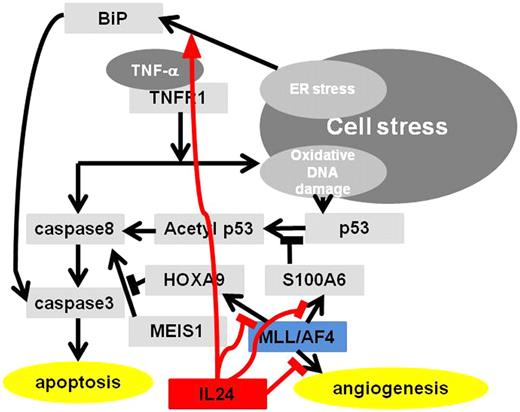 Figure 5. Working hypothesis of IL24 on MLL/AF4-positive ALL. IL24 induces MLL/AF4-positive ALL to caspase 8–caspase 3 apoptotic pathways through down-regulation of HOXA9 and S100A6 followed by p53 acetylation and it also induces apoptosis through ER stress pathway and antiangiogenesis.
