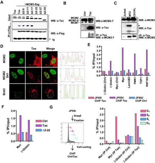 Figure 1. Tax interacts with MCM3. (A) Lysates from HeLa cells transiently transfected with plasmids encoding either wild-type Tax (pSGTax-1) or serial deletion mutants (Δ2-6 to Δ2-55; numbers indicate Tax amino acid residue) and MCM3-Flag protein were subjected to immunoprecipitations using anti-Flag antibody (IP: α-Flag). Protein complexes were immunoblotted with anti-Flag (WB: α-Flag) or anti-Tax (WB: α-Tax) antibodies. (B-C) Tax protein was immunoprecipitated from pSGTax-1–transfected HeLa (B) or Jurkat, MT2, and C91/PL (C) cell lysates, and the protein complexes were analyzed by Western blotting using α-Tax, α-MCM2-7, or MCM3 antibodies. Arrows indicate the position of Tax-Env fusion (black arrow in MT2 cells) and wild-type Tax proteins (open arrow). Representative data of 3 independent experiments are shown. (D) HeLa cells were transfected with the pSGTax-1 vector, incubated during 16 hours, and analyzed by confocal microscopy with the indicated antibodies. In the “BrdU” panel, cells were pulsed with 33μM BrdU for 20 minutes before fixation. (E) Chromatin was prepared from JPX9 or ZnCl2-stimulated JPX9 (JPX9i), and the presence of Tax on β-globin, Myc, LaminB2, TOP1, FMR1, and RNF185 replication origins was detected by ChIP followed by quantitative PCR analysis. Regions located 2 kb 5′ to the β-globin and Myc origins were used as control (Ctrl). (F) HeLa cells were transfected with control (Ctrl) or Tax-expression vectors (pSGTax-1 and pSGΔ2-22) and processed for ChIP experiments, as in panel E. (G) JPX9i were fixed, stained with Draq5, and sorted in G1, early S (SE), late S (SL), and G2 based on their DNA content. ChIP was performed as in panel E. (E-G) Results were expressed as a percentage of input DNA. Representative results of 1 of 3 independent experiments are shown.