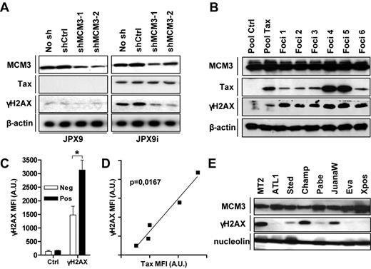 Figure 3. Tax triggers DNA lesions. (A) Lysates recovered from JPX9 cell lines stably transduced with lentiviruses encoding MCM3 shRNAs and stimulated or not with ZnCl2 were analyzed by Western blot using antibodies directed against MCM3, Tax, β-actin, and γH2AX. (B) Cell lysates were prepared from control (Pool ctrl) and Tax (Pool Tax) transduced Rat-1 cells and from 6 soft agar foci (foci 1-6). Immunoblots were performed using indicated antibodies. (C-D) MFI of control (Ctrl), Tax and γH2AX staining in HTLV-1-negative (Jurkat, CEM, HUT78), and infected (MT2, MT4, C91/PL, C8166-45, HUT102) was measured by flow cytometry as described in supplemental Figure 6. Data are the (C) mean of γH2AX staining intensities in HTLV-1 negative (Neg) and positive (Pos) and (D) the correlation between γH2AX and Tax intensities in HTLV-1–infected cells. (E) Lysates from MT2 and various IL-2–dependent HTLV-1–infected cell lines were processed as described in panel B. A.U. indicates arbitrary units. *P < .05.