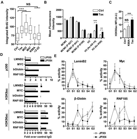 Figure 4. Tax cooperates with p300 to induce histone hyperacetylation at late origins. (A) HeLa cells were transfected with different Tax expression vectors (wild-type Tax, M22, M47, K88A, and Δ2-22) and synchronized at G1/S transition with HU. Ctrl corresponds to cells transfected with an empty vector. BrdU incorporation was performed as described in Figure 2D. (B) JPX9 and JPX9i cells were treated with CSK buffer and then fixed and analyzed by confocal microscopy using indicated antibodies. Fluorescence intensity of cells in G1 was measured as described in supplemental Figure 8. (C) Rat-1 cells were transfected with expression vectors for wild-type Tax or K88A mutant and synchronized at G1/S transition with HU before CSK extraction, fixation, and confocal microscopy analysis using α-H3K56ac and α-Tax antibodies (see supplemental Figure 9). Mean fluorescence intensity of H3K56ac labeling was analyzed in control (Ctrl), wild-type Tax, or mutant K88A-positive cells (n = 30). (D) p300, H3K9-14ac, and H3K56ac occupancy at Myc, LaminB2, β-globin, and RNF185 replication origins was detected by ChIP in JPX9 cells. ChIP results were expressed as a percentage of input DNA. Representative results of 1 of 3 independent ChIP experiments are shown. (E) Replication timing analysis at Myc, LaminB2, β-globin, and RNF185 replication origins was determined by isolation of nascent DNA in JPX9 (■) or JPX9i cells (□) sorted in G1, S1-4, and G2 stages of the cell cycle. NS indicates not significant. **P < .01, ***P < .001, according to Kruskal-Wallis test.