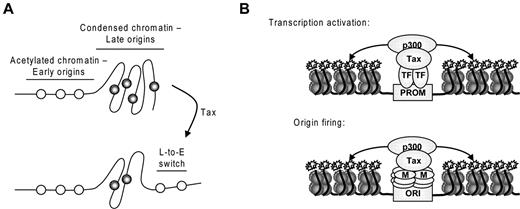 Figure 5. Mechanism of Tax-induced overactivation of replication origins. (A) Accessibility of chromatin dictates the fate of replication origins. Acetylated chromatin replicates early in S phase, whereas more condensed chromatin replicates later in S phase. Tax-mediated acetylation of late origins increases chromatin accessibility and provokes a late-to-early switch of replication timing. (B) Similarities between the mechanisms of transcriptional activation and origin firing: Tax forms complexes with transcription factors (TF) or MCM proteins (M) and p300, leading to histone acetylation at gene promoters (PROM) and replication origins (ORI), respectively.