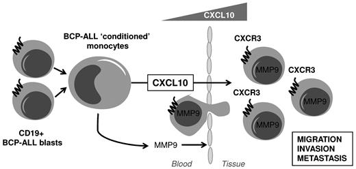 Figure 7. Schematic representation of the proposed tumor-promoting role of monocytes in BCP-ALL via the CXCL10/CXCR3 axis. The figure shows BCP-ALL cells to “condition” monocytes for elevated expression of the chemokine CXCL10. Increased CXCL10 release by these monocytes would possibly set up a chemokine gradient across which the CXCR3+ BCP-ALL cells migrate (into the tissue), invade, and possibly lead to metastatic spread. It may be noted that CXCL10 induced MMP9 expression and activity in the BCP-ALL cells, which may explain its role in promoting their invasion. In addition, the “conditioned” monocytes also show elevated MMP9 expression and activity, which can as well contribute to the invasion and spread of BCP-ALL cells.