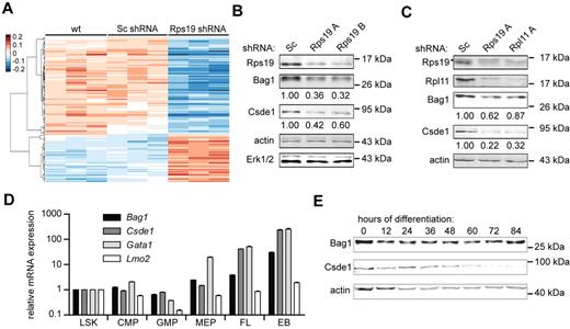 Figure 2. Polysome association of mRNAs in erythroblasts deficient for Rps19 and Rpl11. (A) Polysomal- and subpolysomal-derived cRNA generated from parental I/11 erythroblasts (wt), and cells transduced with Sc shRNA or Rps19 shRNA was hybridized to expression arrays. After normalization, arbitrary ratios of polyribosomal recruitment were calculated (see “DNA microarrays and data processing”). Transcripts that are differentially expressed between control cells (wild-type and Sc shRNA) and Rps19-deficient cells were identified by ANOVA (false discovery rate < 0.05) and hierarchically clustered. Three columns for each class represent independent biologic replicates. (B) Protein levels of Bag1 and Csde1 in I/11 erythroblasts 3 days after transduction with Sc and Rps19 shRNA. Actin and Erk1/2 served as loading controls. Quantified expression, corrected for actin, is indicated below the blots. (C) Protein levels of Rps19, Rpl11, Bag1, and Csde1 in primary erythroblasts obtained from E12.5 fetal liver cells 3 days after transduction with Sc, Rps19A, and Rpl11A shRNA. Actin served as a control. Numbers indicate blot quantifications corrected to actin. Asterisk indicates a nonspecific band in the Rps19 panel. (D) qRT-PCR on RNA obtained from sorted mouse BM fractions, day E13.5 mouse fetal liver (FL), and 5 days in vitro erythroid culture of the fetal liver cells (EB, erythroblasts). LSK indicates Lin−Sca1+c-Kit+; CMP, common myeloid progenitor (Lin−c-Kit+CD34+CD16/CD32low); GMP, granulocyte-monocytic progenitor (Lin−c-Kit+CD34+CD16/CD32high); MEP, megakaryocytic-erythroid progenitor (Lin−c-Kit+CD34−CD16/CD32low). Expression is shown relative to LSK levels on a logarithmic scale. Error bars represent ± SEM (n = 4). (E) Mouse erythroblasts (I/11) were induced to differentiate. Every 12 hours, protein samples were prepared to be analyzed for expression of Bag1 and Csde1. Actin served as a loading control. The positions of size markers are indicated.
