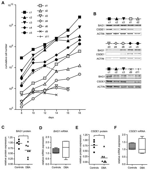 Figure 3. BAG1 and CSDE1 protein expression is decreased in DBA erythroblasts. (A) Proliferation of erythroblasts derived from peripheral mononuclear blood of DBA patients and healthy controls. Cumulative cell numbers were calculated; days after in vitro culture initiation are indicated. Black symbols represent healthy controls (c1-c5); gray or open symbols represent DBA patients (d1-d11). Erythroblasts of 5 healthy controls and 7 DBA patients were harvested on day 16 of in vitro culture for protein lysates and RNA isolation; only samples d9 and d11 were harvested on day 14. (B) Protein expression of BAG1 and CSDE1 was analyzed by Western blot using actin as a loading control. The symbols above the Western blot correspond to symbols used in panel A. Patient characteristics are given in supplemental Table 2. BAG1 (C) and CSDE1 (E) protein expression was quantified and corrected to actin expression. BAG1 (D) and CSDE1 (F) transcript levels were quantified by qRT-PCR (except patient d9, n = 4 per sample). Data are also given in supplemental Table 3, lines indicate mean in panels C through F; boxes in panels D and F indicate SEM. Error bars indicate maximum and minimum values. *P = .059; **P = .0023.