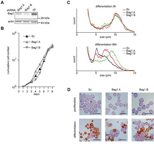 Figure 4. Bag1 is required for I/11 erythroid differentiation. (A) Protein levels of Bag1 in I/11 erythroblasts 3 days after transduction with Sc shRNA lentivirus and 2 distinct shRNA lentiviruses complementary to Bag1. (B) Cumulative cell numbers of I/11 erythroblast cultures after transduction with control shRNA (▴) and shRNA against Bag1 (A and B ) Cumulative cell numbers are calculated from 3 independent experiments. (C) Cell size profiles, measured by a cell counter, from differentiating Bag1-deficient I/11 erythroblasts shown on the day of Epo induction (0h) and after 96 hours. Peaks at 10 μm indicate erythroblasts; peaks at 5 μm represent enucleated reticulocytes. (D) I/11 erythroblasts were transduced with lentiviral shRNA constructs as indicated. Cells were cultured for 3 days in proliferation conditions (top panels), followed by 4 days in differentiation conditions (bottom panels) before being harvested for cytospins and stained for hemoglobin (brown color) and histological dyes. Bars represent 25 μm.