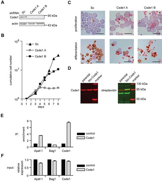Figure 6. Csde1 is required for proliferation and differentiation of I/11 erythroblasts. (A) Protein levels of Csde1 in I/11 erythroblasts 3 days after transduction with Sc shRNA lentivirus and 2 distinct shRNA lentiviruses complementary to Csde1. (B) Cumulative cell numbers of I/11 erythroblast cultures after transduction with control shRNA (▴) and shRNA against Csde1 (A ▩ and B ■). Numbers are calculated from 3 independent experiments. (C) I/11 erythroblasts were transduced with lentiviral shRNA as indicated. Cells were cultured for 3 days in proliferation conditions (top panels), followed by 4 days in differentiation conditions (bottom panels) before being harvested for cytospins and stained for hemoglobin (brown color) and histological dyes. Bars represent 25 μm. (D) Western blots containing lysates from parental MEL-birA cells and cells expressing bio-tagged Csde1 were stained for Csde1 (red). The tagged band runs above the endogenous protein (left image) and was stained with fluorophore-conjugated streptavidin, indicating biotinylation (yellow-green band, right image). (E) The enrichment of Apaf-1, Bag1, and Csde1 in RNA isolated from Csde1 pull-downs with streptavidin beads from MEL cells expressing biotagged-Csde11 compared with pull-downs from parental MEL cells (set at 1; n = 4). (F) Real-time PCR on total RNA used as input in RNA-IP (n = 4).