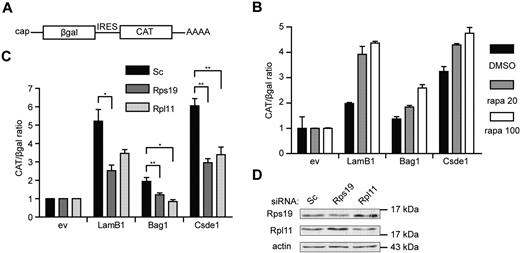 Figure 7. IRES activity is inhibited under ribosomal protein deficiency. (A) Schematic representation of the transcript produced by the bicistronic reporter plasmid with cap-dependent βgal and IRES-dependent CAT expression. (B) Hek293T cells were pretreated with 20 and 100nM rapamycin (gray and white bars, respectively) or with DMSO (black bars) for 12 hours. Cells were transfected with a βgal-CAT bicistronic reporter plasmid lacking IRES sequence (ev) or harboring the 5′UTR of LamB1, Bag1, and Csde1 between the βgal and CAT open reading frame. Cells were harvested 48 hours after transfection, and βgal and CAT were measured using ELISA assays. All βgal-CAT ratios were normalized to the ratio in lysate containing the bicistronic construct without IRES, which was set to 1 in each condition. Error bars indicate SEM. (n = 4). (C) Hek293T cells were treated with Scrambled (Sc), Rps19, and Rpl11 siRNA and transfected after 12 hours with the same bicistronic plasmids. IRES activity is represented by the CAT/βgal ratio. Data shown are means ± SEM (n = 4). *P < .05; **P < .01. (D) Western blot showing knockdown of RPS19 and RPL11 by siRNA in Hek293T cells 3 days after transfection.