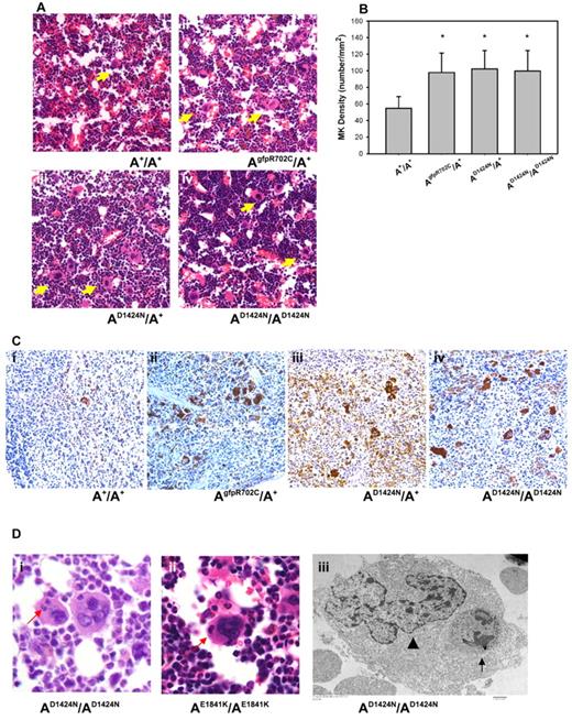 Figure 3. Abnormalities in mutant MKs. (A) Representative images of MKs (yellow arrows) in H&E-stained sections of mouse femur BM from (Ai) A+/A+ and (Aii-iv) mutant mice. (B) MK densities quantified from H&E-stained femur BM sections. Results represent mean ± SD. A+/A+: 54.84 ± 14.02 (n = 6); AgfpR702C/A+: 99.24 ± 16.26 (n = 7); AD1424N/A+: 102.38 ± 22.16 (n = 4); AD1424N/AD1424N: and 99.68 ± 24.89 (n = 4). *P = .001 1-way ANOVA compared with A+/A+. (C) MKs in spleens from A+/A+ (Ci) and mutant (Cii-iv) mice at 4-6 months of age. Note the increased number of MKs in spleens from the mutant mice. Brown stain indicates VWF; and blue stain, hematoxylin. (D) MK emperipolesis (neutrophil inclusions in MK cells) in AD1424N/AD1424N and AE1841K/AE1841K mouse femur BM. (Di-ii) One or 2 neutrophils (red arrows) are seen in the MKs in H&E-stained sections. (Diii) EM image of an AD1424N/AD1424N MK shows a neutrophil (arrow) inside the cytoplasm of a MK. The MK nucleus is indicated by an arrowhead.