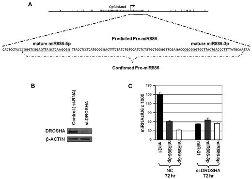 Figure 1. Pre-MIR886/VTRNA2-1 lacks a pri-miR transcript and is independent of Drosha. (A) Map and genomic sequence showing pre-MIR886/VTRNA2-1, mature “MIR886-5p and -3p” and the transcription start site (TSS) as determined by 5′ RLM-RACE in T24 cells. Pre-MIR886/VTRNA2-1 is depicted as the black line in the map and the gray lines represent the mature MIR886. The tick marks represent individual CpG sites. The CpG island is labeled on the map by the gray bar. The TSS is shown as the arrow. (B-C) Processing of vtRNA2-1 is independent of Drosha. T24 cells were transfected twice with Drosha siRNAs, and collected 72 hours after the second transfection. (B) Drosha protein levels were detected by Western blots. (C) Stem-loop RT-PCR show unchanged levels of mature “miR886-5p and -3p,” while miR-21 expression is inhibited by Drosha knockdown.