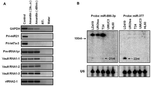 Figure 2. VTRNA2-1 is transcribed by RNA pol III and the transcript is ∼ 100 nt long. (A) VTRNA2-1 is transcribed by RNA pol III. T24 cells were treated with α-amanitin (RNA pol II inhibitor) and harvested at 24 and 48 hours after treatment. vtRNA2-1 is insensitive to α-amanitin treatment as are the known pol III transcripts (pre-tRNAtyr, vtRNA1-1, vtRNA1-2, and vtRNA1-3), while the formation of pol II transcripts is inhibited (GAPDH, pri-miR-21, pri-let-7a-3). (B) Expression of vtRNA2-1 in different cell lines by Northern blot analysis showing that very little is processed to the mature miR (21 nt). U6 indicates loading control; and miR-377, small RNA control.