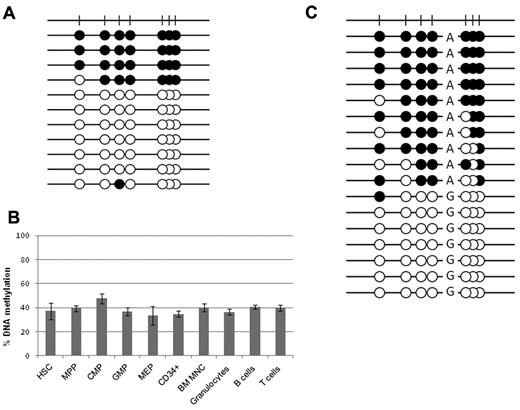 Figure 4. Methylation level of VTRNA2-1 in hematopoietic cells. Methylation of the VTRNA2-1 promoter in HSCs, myeloid progenitors, and mature hematopoietic cells from normal donors. (A) Bisulfite sequencing of pooled CD34+ cells from random donors showing fully methylated and fully unmethylated alleles. (B) Results from pyrosequencing of sorted hematopoietic cells and myeloid progenitors from a donor with a biphasic methylation pattern. All cell types carry a methylation level ∼ 35%. MPP indicates multipotent progenitors; CMP, common myeloid progenitors; MEP, megakaryocyte-erythroid progenitors; GMP, granulocyte-macrophage progenitors; and BM MNC, BM mononuclear cells. (C) Bisulfite sequencing of a region −250 bp from the TSS reveals allele-specific methylation, in an individual carrying an A/G SNP.