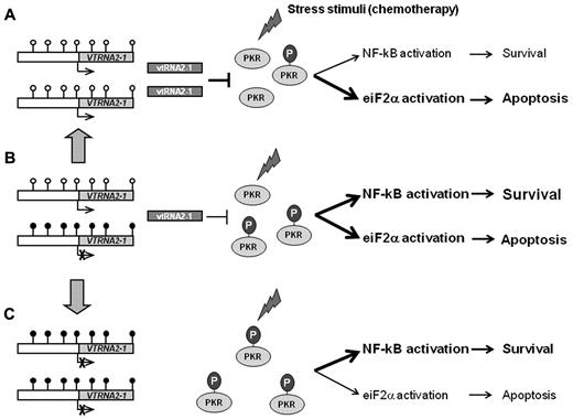 Figure 7. The role of vtRNA2-1 in PKR activation. A simplified theoretical model of PKR activation and its influence on downstream pathways with (A) hypomethylation of the promoter, (B) monoallelic methylation of the promoter, or (C) biallelic hypermethylation of the promoter. On stimulation by various stress stimuli, for example, DNA damage induced by chemotherapy, PKR becomes autophosphorylated to an active kinase (pPKR) that activates multiple signaling pathways. (A) In AML blasts with a hypomethylated VTRNA2-1 promoter, vtRNA2-1 inhibits pPKR and favors the apoptotic pathways. (B) In AML blast with monoallelic methylation, pPKR increases because of the decrease in vtRNA2-1 and balance the different downstream signaling pathways. (C) When vtRNA2-1 expression is lost, the inhibitory effect disappears, pPKR increases and favor the activation of survival pathways (using data from Lee et al,17 Blalock et al,19 Blalock et al,43 and Pataer et al44).