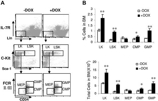 Figure 1. dnPPARγ overexpression alters hematopoietic progenitor development. (A) FACS staining profiles of the BM progenitor populations, including LKs, LSKs, CMPs, GMPs, and MEPs from the BM of 3-month doxycycline-treated (+DOX) or untreated (−DOX) c-fms-rtTA/(tetO)7-CMV-dnPPARγ–bitransgenic mice. (B) Frequencies and total numbers of LK, LSK, CMP, MEP and GMP populations in the BM of 3-month doxycycline-treated (+DOX) or untreated (−DOX) bitransgenic mice. Values were derived from 4 mice in each group (n = 4). **P < .01.