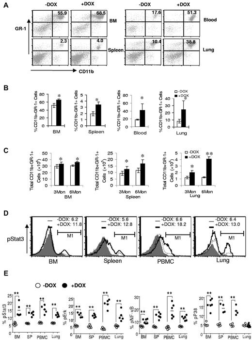 Figure 2. dnPPARγ overexpression causes expansion and abnormality of myeloid cells. (A) Flow cytometry analysis of the BM, blood, spleens, and lungs from 3-month doxycycline-treated (+DOX) or untreated (−DOX) c-fms-rtTA/(tetO)7-CMV-dnPPARγ–bitransgenic mice. A representative analysis of the percentage of CD11b+GR-1+ cells is presented. (B) Percentage of CD11b+GR-1+ cells in 3-month doxycycline-treated or untreated bitransgenic mice. (C) Total numbers of CD11b+GR-1+ cells in 3-month doxycycline-treated or untreated bitransgenic mice. (D) Representative flow cytometry analysis of pStat3 in CD11b+GR-1+ cells from BM, blood, spleens, and lungs of 3-month doxycycline-treated or untreated bitransgenic mice. (E) Percentages of pStat3, pErk, pNFκB, and pP38 in 3-month doxycycline-treated or untreated bitransgenic mice were statistically analyzed. Values are means ± SD (n > 5). * P < .05; ** P < .01.