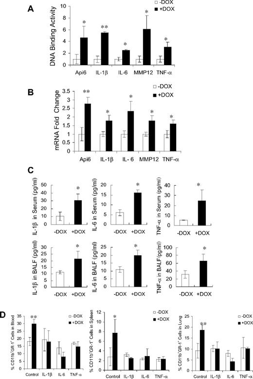 Figure 3. DN effects of dnPPARγ-Flag fusion protein on inflammatory molecule genes. (A) DNA binding of dnPPARγ-Flag fusion protein on promoter regions of Api6, IL-1β, IL-6, MMP12, and TNF-α genes using ChIP assay followed by real-time PCR (n = 4). Relative DNA-binding levels were determined by 2(−ΔΔCt), in which ΔΔCt = ΔCt (+DOX) − ΔCt (−DOX). Testing samples Ct value was normalized by each input DNA fraction Ct value. Therefore, ΔCt = Ct (testing) − (Ct (input) − Log2 (input dilution factor). Values are means ± SD. *P < .05; **P < .01. (B) Real-time PCR analysis of mRNA expression levels of inflammatory cytokines in BM MDSCs from c-fms-rtTA/(tetO)7-CMV-dnPPARγ–bitransgenic mice that were treated or untreated with doxycycline for 3 months (n = 5). The mRNA expression level of GAPDH was used for normalization. ΔCt = Ct(testing) − Ct(GAPDH). Relative expression levels were determined by 2(−ΔΔCt), in which ΔΔCt = ΔCt (+DOX) − ΔCt (−DOX). Values are means ± SD. **P < .01. (C) Protein expression levels of IL-1β, IL-6, and TNF-α in serum and bronchoalveolar lavage fluid from the lungs of 3-month doxycycline-treated or untreated bitransgenic mice as shown by ELISA (n = 5). Values are means ± SD. *P < .05. (D) Percentage of CD11b+GR-1+ cells in 3-month doxycycline-treated or untreated bitransgenic mice after injection of anti–IL-1β, anti–IL-6, and anti–TNF-α Abs in neutralization studies. −DOX indicates doxycycline-untreated bitransgenic mice; +DOX, doxycycline-treated bitransgenic mice. *P < .05, **P < .01.