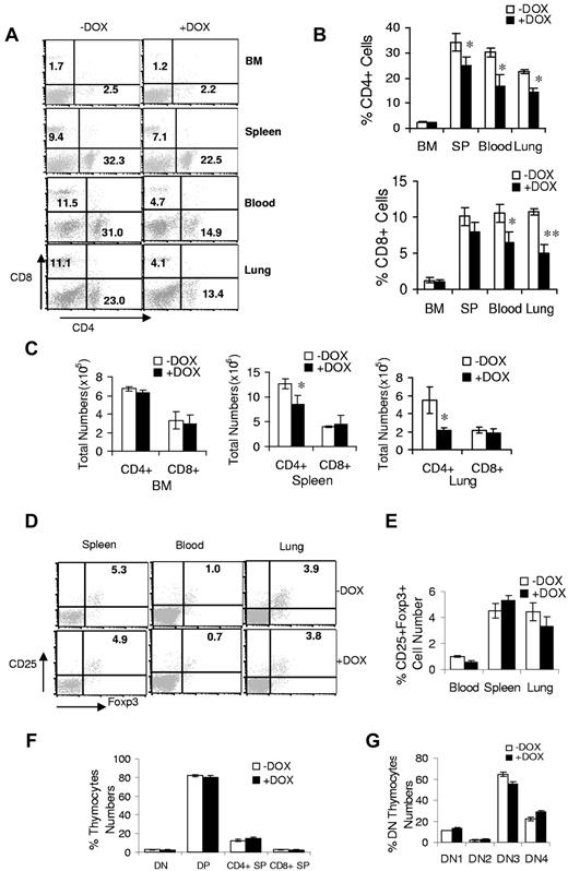 Figure 4. dnPPARγ overexpression causes a decrease in the T-cell population. (A) A representative flow cytometric analysis of CD4+ and CD8+ T cells from the BM, blood, spleens, and lungs from 3-month doxycycline-treated (+DOX) or untreated (−DOX) c-fms-rtTA/(tetO)7-CMV-dnPPARγ–bitransgenic mice. (B) Percentage of CD4+ and CD8+ T cells in the BM, blood, spleens, and lungs of 3-month doxycycline-treated or untreated bitransgenic mice were statistically analyzed. (C) Total numbers of CD4+ and CD8+ T cells in the BM, spleens, and lungs of 3-month doxycycline-treated or untreated bitransgenic mice were statistically analyzed. (D) Representative flow cytometric analysis of CD25+Foxp3+ CD4+ Treg cells from the blood, spleens, and lungs of 3-month doxycycline-treated or untreated bitransgenic mice. (E) Percentages of CD25+Foxp3+ CD4+ Treg cells from the blood, spleens, and lungs of 3-month doxycycline-treated or untreated bitransgenic mice were statistically analyzed. (F) Frequencies of CD4−CD8− double-negative (DN), CD4+CD8+ double-positive (DP), CD4+ single-positive (SP), and CD8+ SP thymocytes in 1-month doxycycline-treated or untreated bitransgenic mice. (G) Frequencies of DN1 (CD44+CD25−), DN2 (CD44+CD25+), DN3 (CD44−CD25+), and DN4 (CD44−CD25−) thymocytes in the same groups of mice. In all analyses, values were derived from 5 mice in each groups (n = 5). *P < .05; **P < .01.