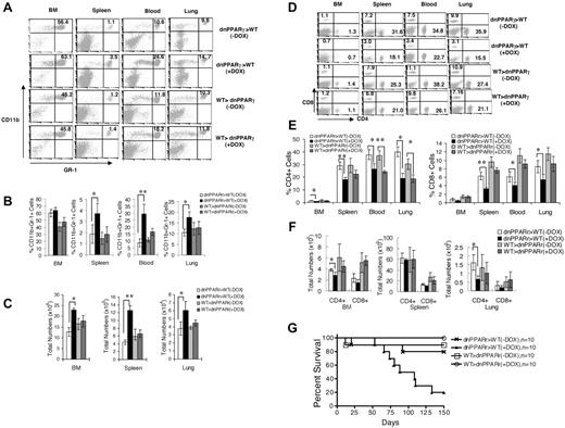 Figure 6. Characterization of MDSCs and T cells in BM-transplanted chimeric mice. (A) Representative flow cytometric analysis of donor CD11b+GR-1+ cells from the BM, blood, spleens, and lungs of 3-month doxycycline-treated (+DOX) or untreated (−DOX) wild-type or bitransgenic BM-transplanted recipient mice. (B) Percentages of CD11b+GR-1+ cells from the BM, blood, spleens, and lungs of 3-month doxycycline-treated or untreated wild-type or bitransgenic BM-transplanted recipient mice were statistically analyzed. (C) Total numbers of CD11b+GR-1+ cells from the BM, spleens, and lungs of 3-month doxycycline-treated or untreated wild-type or bitransgenic BM-transplanted recipient mice were statistically analyzed. In all analyses, values were derived from 4 mice in each group (n = 4). *P < .05; **P < .01. (D) Representative flow cytometry analysis of CD4+ and CD8+ T cells from the BM, blood, spleens, and lungs from 3-month doxycycline-treated or untreated wild-type and bitransgenic BM-transplanted recipient mice. (E) Percentages of CD4+ and CD8+ T cells from the BM, blood, spleens, and lungs of 3-month doxycycline-treated or untreated wild-type or bitransgenic BM-transplanted recipient mice were statistically analyzed. (F) Total numbers of CD4+ and CD8+ T cells from the BM, spleens, and lungs from 3-month doxycycline-treated or untreated wild-type or bitransgenic BM-transplanted recipient mice were statistically analyzed. In all analyses, values were derived from 4 mice in each group (n = 4). *P < .05; **P < .01. (G) Death curve of doxycycline-treated or untreated wild-type or bitransgenic BM-transplanted recipient mice (n = 10). dnPPARγ>WT indicates bitransgenic to wild-type transplantation; WT>dnPPARγ, wild-type to bitransgenic transplantation.