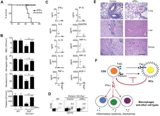 Figure 7. Rescue of perforin−/−DC-Fas−/− mice from lethal inflammation by neutralization of IFN-γ. (A) Perforin−/−DC-Fas−/− mice (5 mice/group) were injected with anti–IFN-γ (200 μg/mouse) or rat IgG control intraperitoneally once every 2 days starting from 3 weeks of age. The survival of the mice was plotted. (B-E) Seven-week-old perforin−/−DC-Fas−/− mice or controls with or without anti–IFN-γ treatment as in panel A were used for blood analyses (B), measurement of cytokines by multiplex (C), flow cytometry analyses (D), and H&E staining for tissue sections (E). **P < .01. Statistic comparison between control and anti–IFN-γ treatment: for all cytokines except IL-12, P < .01; for IL-12, not significant. Scale bar in panel E: 50 μm. (F) A diagram for T cell–mediate killing of DCs in the prevention of inflammation. When perforin and Fas-dependent killing of DCs is inhibited, overactivation of T cells leads to IFN-γ production. IFN-γ then triggers a cascade of inflammation by activating macrophages and other cell types to produce different inflammatory cytokines and chemokines.