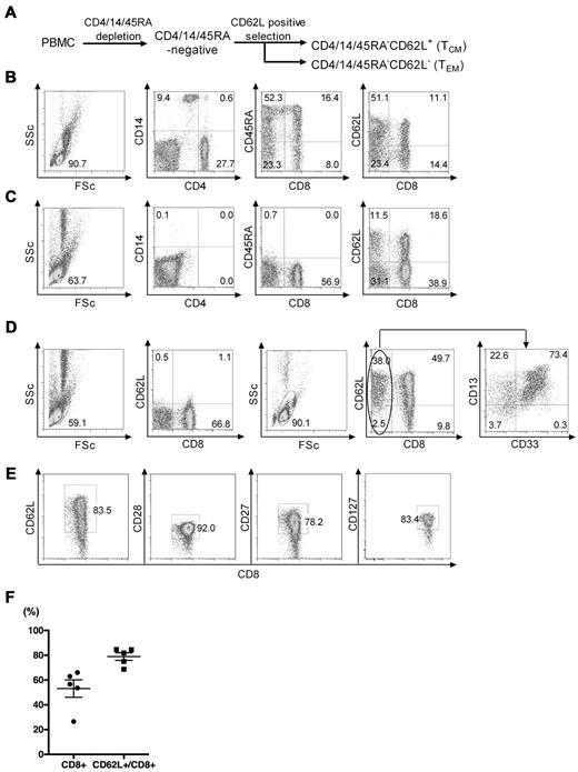 Figure 1. Enrichment of CD8+ TCM from PBMCs with clinical grade reagents. (A) Schematic of 2-step immunomagnetic bead enrichment of CD8+ TCM. CD4+/14+/45RA+ cells were removed from PBMCs by negative selection with directly conjugated immunomagnetic beads and CD62L+ cells were then positively selected from the remaining population with a biotinylated anti-CD62L mAb and anti-biotin beads. (B) Representative flow plots of PBMC before selection showing the frequencies of CD4+, CD14+, CD45RA+, CD8+, and CD62L+ cells. FSc indicates forward scatter; and SSc, side scatter. (C) Representative flow plots of the intermediate CD4/14/45RA− fraction showing removal (> 98%) of the depleted subsets. (D) Representative flow plots of the CD62L− and CD62L+ fractions after the CD62L selection step. The left 2 panels show the phenotype of the CD62L− fraction and the right 3 panels show the phenotype of the CD62L+ fraction. Analysis of the CD8−CD62L+ cells (far right panel) revealed that the most of these cells were CD13+ consistent with the selection of a CD62L+ myeloid subset that was not removed with the CD4/CD14/CD45RA depletion. (E) Phenotype of the CD8+CD62L+ fraction for markers of TCM. Data are representative of 5 independent experiments. (F) Summary of enrichment data from independent experiments using PBMCs from 5 different donors showing the total frequency of CD8+ T cells and the frequency of CD8+ cells that are CD62L+. The horizontal line indicates the mean ± SEM.