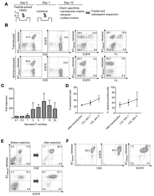 Figure 3. Lentiviral transduction, expansion, and selection of bi-specific T cells. (A) Scheme for simultaneous virus-specific stimulation and CD19-CAR transduction. TCM cells were plated at 106 cells/well into 24-well plates with 106 peptide-pulsed γ-irradiated PBMCs/well and IL-2 (50 IU/mL), and transduced on day 1 with CD19-CAR lentivirus supernatant. (B) Staining of transduced and untransduced T cells with HLA tetramer, anti-Fc, and anti-EGFR reagents after 10 days of culture. Data are shown for a culture stimulated with an HLA-B*0702CMVpp65 peptide-pulsed PBMCs. Similar data were obtained for TCM cells stimulated with A*0101CMVpp50, A*0201CMVpp65, A*0201EBV-BMLF1, and B*0801EBV-BZLF1 peptides. (C) Growth of bi-specific T cells after stimulation with CD19+ EBV-transformed B cells (TM-LCL) at various T-cell:LCL ratios during a 10-day stimulation cycle. Data are pooled from 5 independent experiments and the mean fold expansion in cell number and SEM are shown. (D) CD19-CAR+ and tetramer-positive T cells are enriched over 2 cycles of stimulation with CD19+ TM-LCL. The bi-specific T cells were stimulated with a 1:7 ratio of TM-LCL, fed with 50 IU/mL IL-2 and the frequency of cells that bound the HLA tetramer and expressed cell-surface EGFR was determined on day 10-13 (left panel, CAR+ cells; right panel, tetramer-positive cells). Data are pooled from 5 independent experiments (mean and SEM) with 4 viral epitopes (A*0101CMVpp50, A*0201CMVpp65, B*0702CMVpp65, and A*0201EBV-BMLF1). (E) Purification of tetramer positive bi-specific cells with reversible class I MHC streptamer. Streptamer selection was performed after the first stimulation with CD19+ TM-LCLs. Shown are the data for selection of HLA B*0702CMVpp65 bi-specific T cells, which is representative of 4 independent experiments with A*0101CMVpp50, A*0201CMVpp65, B*0702CMVpp65, and A*0201EBV-BMLF1 streptamers. The yield was a median of 26.9% (range, 15.0%-43.8%). (F) Purity of final bi-specific TCM-derived cell product. After MHC streptamer selection, a second stimulation with TM-LCL was performed and the bi-specific T cells were stained with the class I HLA tetramer and with anti-EGFR on day 10 after stimulation. Data are shown for a bi-specific (B*0702CMVpp65; CD19CAR) T-cell product and are representative of 4 independent experiments.