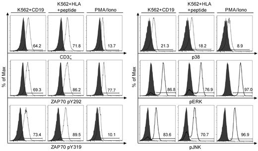 Figure 5. Analysis of intracellular signaling after stimulation through the virus-specific TCRs and CD19-CARs. Intracellular phospho-specific staining of CD3ζ, ZAP70 (pY292 and pY319), p38, ERK, and JNK. Bi-specific T cells were either stimulated with K562 (gray), the indicated K562 transfectants at a 1:5 ratio, or PMA/ionomycin for 2 minutes (CD3ζ and ZAP70), or 10 minutes (p38, ERK, and JNK), permeabilized and stained with phospho-specific mAbs, and analyzed by flow cytometry. The flow plots for CD3ζ, ZAP70, and p38 were performed on a FACSCanto II (BD Biosciences), and for ERK and JNK on a FACSCalibur (BD Biosciences). Data are representative of B*0702CMVpp65 bi-specific T cells and representative of 4 independent experiments with bi-specific T cells from 4 donors.