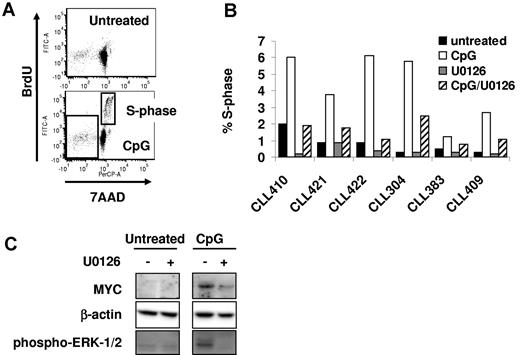 Figure 5. Effect of U0126 on CpG-ODN–treated CLL cells. CLL cells (n = 6) were pretreated with 10μM U0126 or DMSO for 15 minutes, before stimulation with CpG-ODN (7μg/mL) for 3 or 48 hours. (A) Representative analysis of BrdU and 7AAD staining in untreated (top) and CpG-ODN (bottom)–treated CLL cells (48 hours). S-phase and dead cells are gated in the bottom panel. (B) Quantitation of S-phase (48 hours, in the presence or absence of CpG-ODN ± U0126. (C) Immunoblot analysis of MYC, phosphorylated ERK1/2, and β-actin expression at 3 hours.