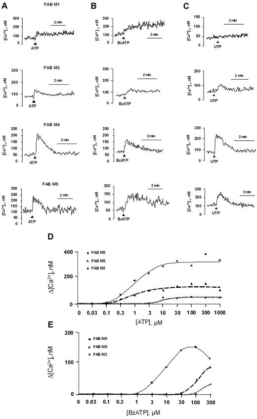 Figure 2. ATP, UTP, and BzATP trigger intracellular Ca2+ concentration increases in AML cells. Cells from AML patients were resuspended in a standard saline solution and loaded with the Ca2+ indicator Fura-2 AM, as reported in “Methods.” Cells were then rinsed and resuspended in the same saline solution. Stimulation was performed with 1mM ATP (A), 300μM BzATP (B), or 1mM UTP (C) on AML cells from the same patients. Closed triangles indicate nucleotide additions. One representative experiment is shown. Cells were also stimulated with increasing doses of ATP (D) or BzATP (E). Cells from the same patients were used for the ATP and BzATP stimulations.