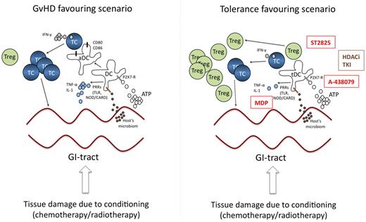 Figure 1. Targeting danger signaling and APCs. The left panel highlights the central role of danger signals and APC activation during GVHD. Tissue damage induced by the conditioning regimen induces the release of ATP and transit of bacteria/bacterial components, which in turn induces activation of DC (aDC) leading to priming of allo-reactive T cells. The right panel illustrates potential strategies interfering with these processes of APC activation to inhibit or prevent GVHD development. Promising strategies include TLR-inhibition by MyD88-inhibitors (ST825), APC modification by HDACi or TKI or blockade of ATP-signaling by P2X7-inhibitors (A-438079). Moreover, stimulation of APC by MDP might induce a tolerogenic APC-phenotype. Compounds in clinical testing are shown in brown, promising strategies to be tested in the future in humans are given in red. TC indicates T-cell; DC, dendritic cell; aDC, activated DC; Treg, regulatory T-cell; PRR, pattern recognition receptor; TLR, toll-like receptor; HDACi, histone deacetylase inhibitor; TKI, tyrosine kinase inhibitor; NOD/CARD, nucleotidebinding oligomerization domain containing/caspase recruitment domain; tDC, tolerogenic DC; and MDP, muramyl-dipeptide.