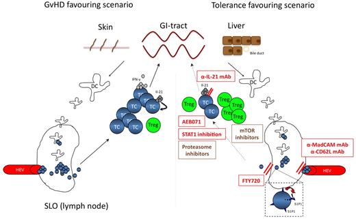 Figure 2. Targeting the T-cell compartment. The left panel highlights the central role of T-cell activation within SLO for GVHD initiation. APC activate and expand allo-reactive T cells, which then migrate to target organs. Secretion of pro-inflammatory cytokines, such as IFN-γ and IL-21 are hallmarks of a sustained alloreactive T-cell response. In this GVHD-favouring scenario, the balance within the T-cell compartment is on the effector T-cell side. The right panel depicts potential strategies inhibiting T-cell activation or SLO occupancy to inhibit or prevent GVHD development. Antibodies inhibiting SLO entry might help to prevent T-cell priming, whereas blockade of T-cell exit by FTY720 inhibits the migration of GVHD-mediating T cells to GVHD target organs. Other drugs help to tip the balance toward the Treg compartment, such as mTOR inhibitors, STAT1 inhibitors or antibodies blocking IL-21. The activation process of T cells can also be directly inhibited by PKC-inhibitors (eg AEB071). Compounds in clinical testing are shown in brown, promising T-cell targeting strategies to be tested in future clinical trials are given in red. TC indicates T-cell; Treg, regulatory T-cell; HEV, high endothelial venules; mTOR, mammalian target of rapamycin; mAb, monoclonal antibody; MadCAM, mucosal addressin cell adhesion molecule; and SLO, secondary lymphoid organ.